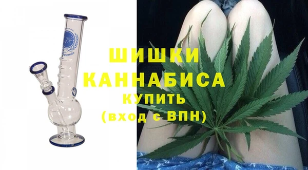 сатива Новозыбков